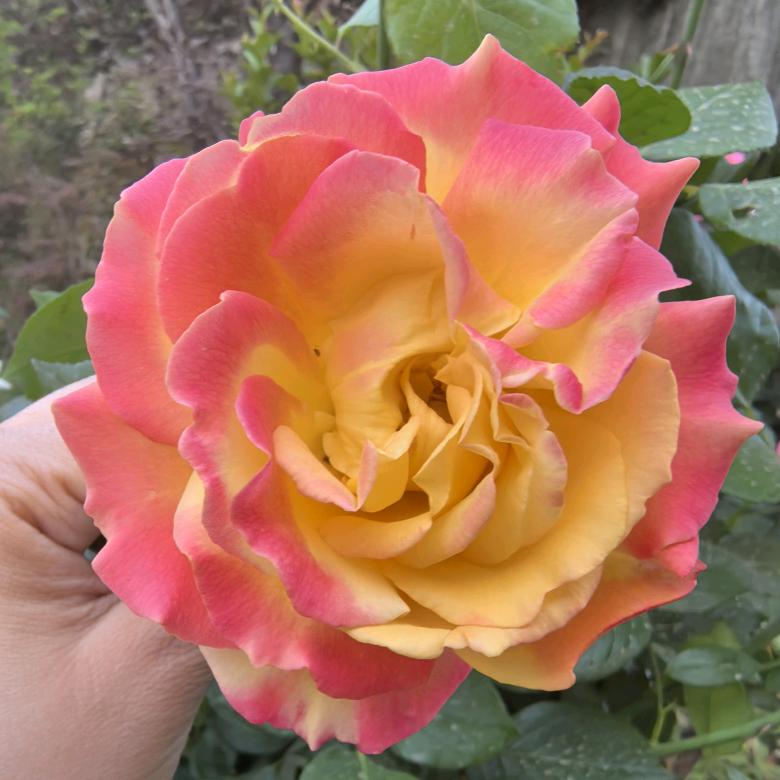 ～～小小丫头～～