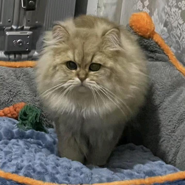 新乡猫猫猫猫猫