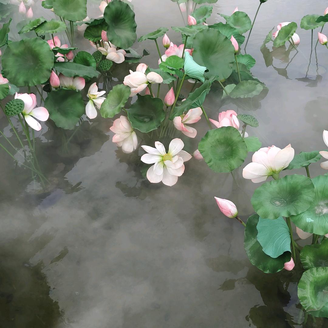 阳阳妈