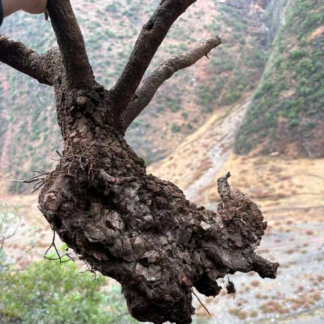 杂木盆艺
