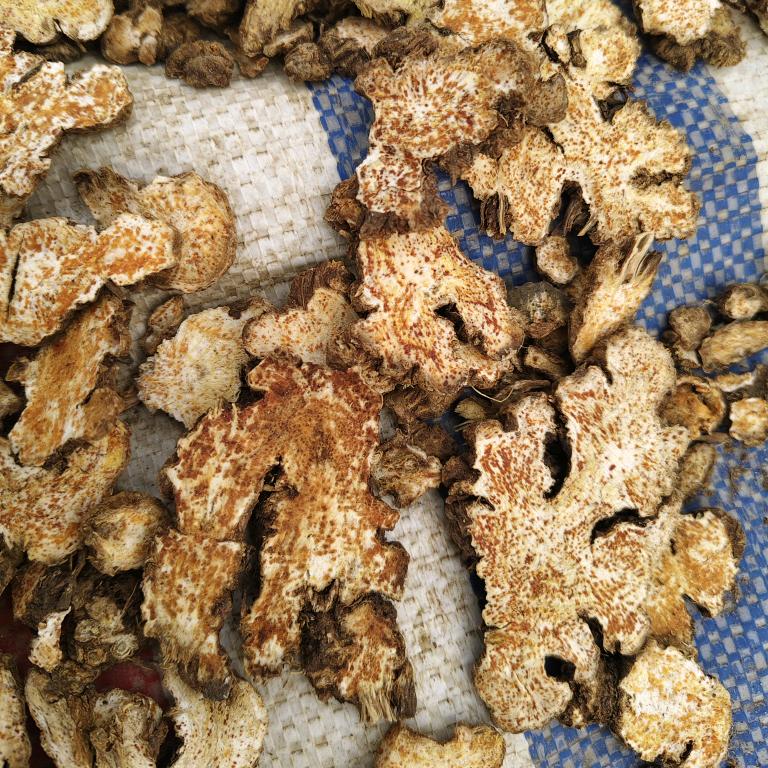 主营苍术、升麻、白鲜皮巜孝道》