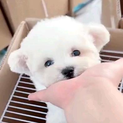 小马盘狗
