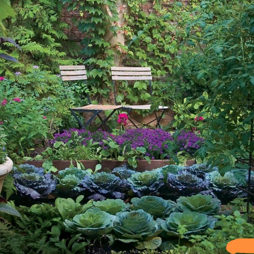 农村绿色小菜园