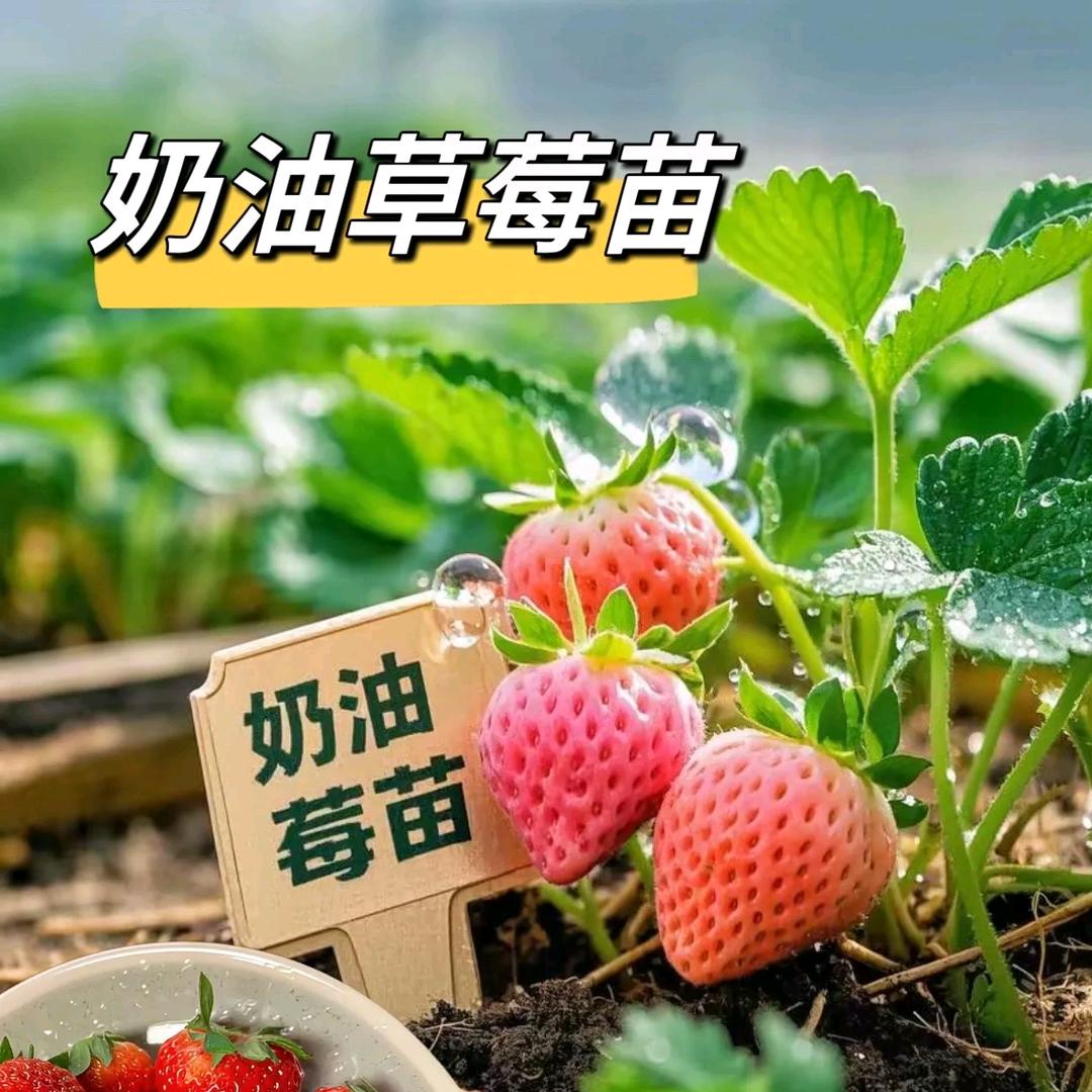 钟祥玖亿农场草莓园严选好货店