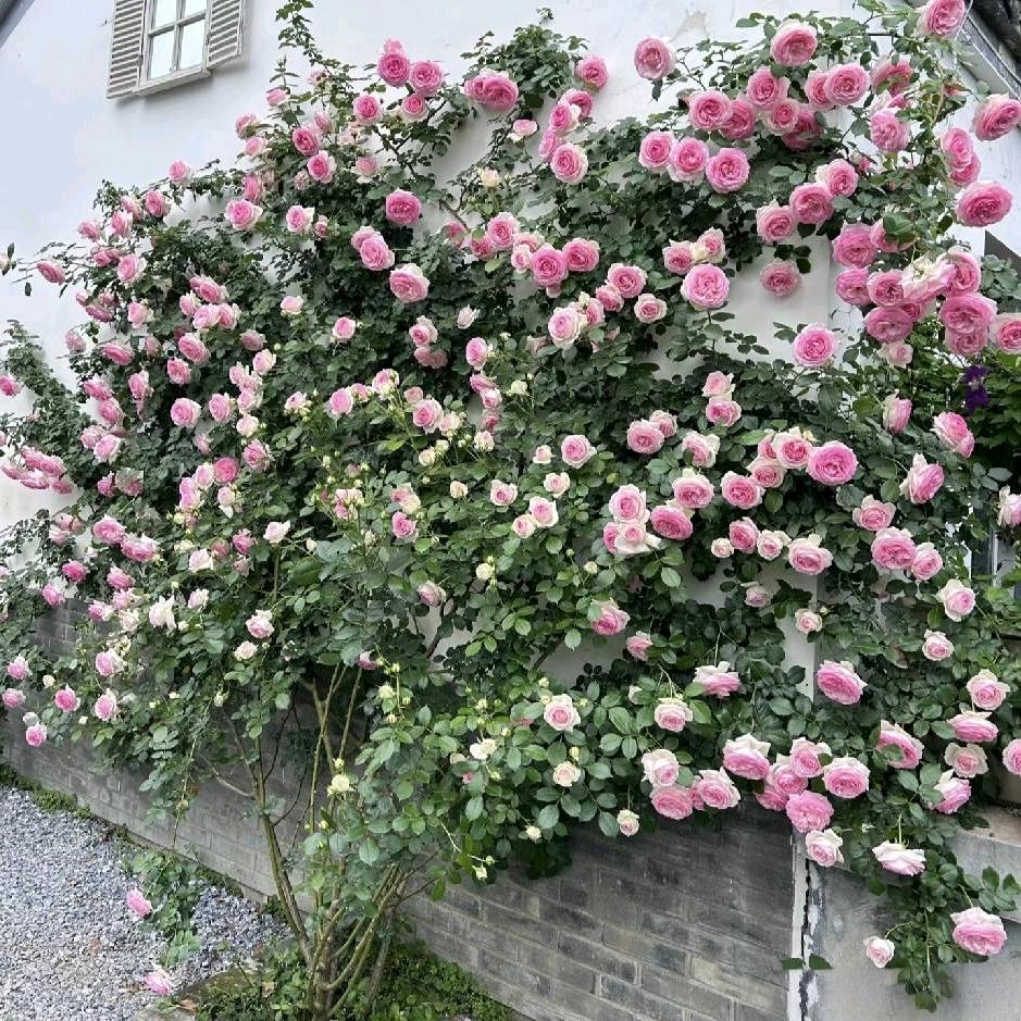 金鹏花卉园艺