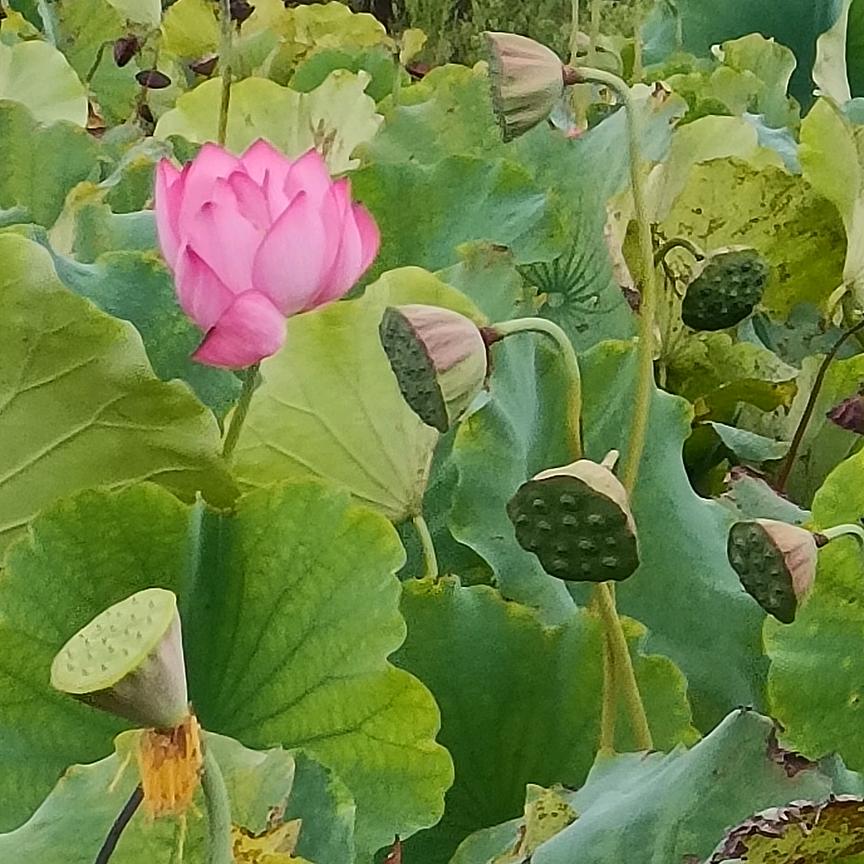 华丽转身