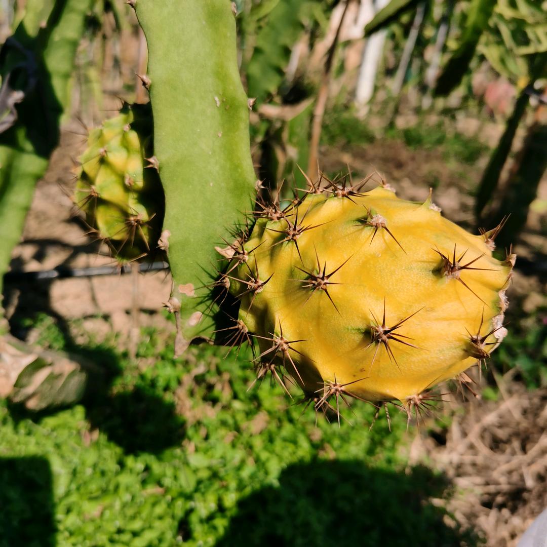 一花一果家庭农场自营店