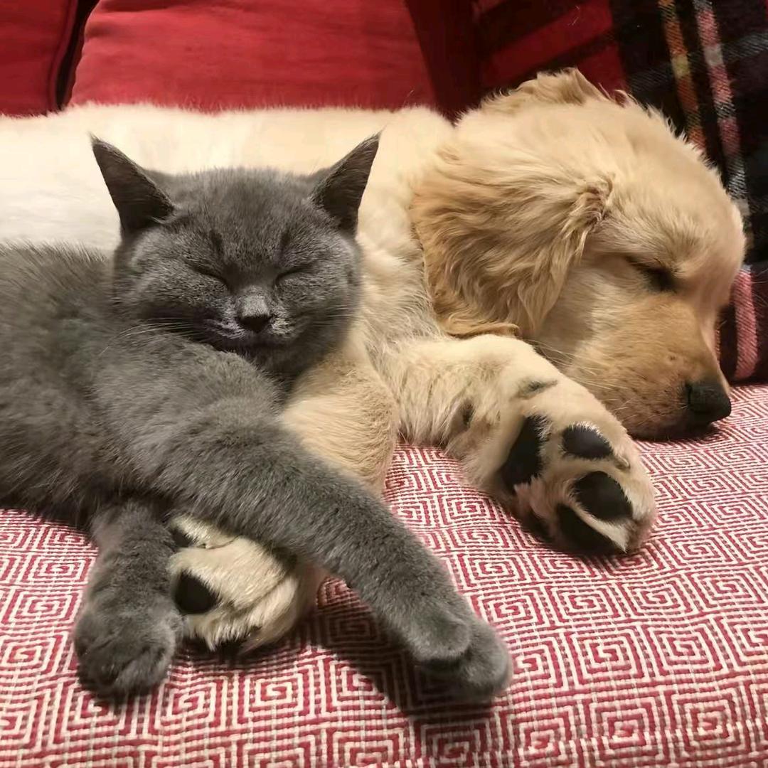 萌宠物语生活馆