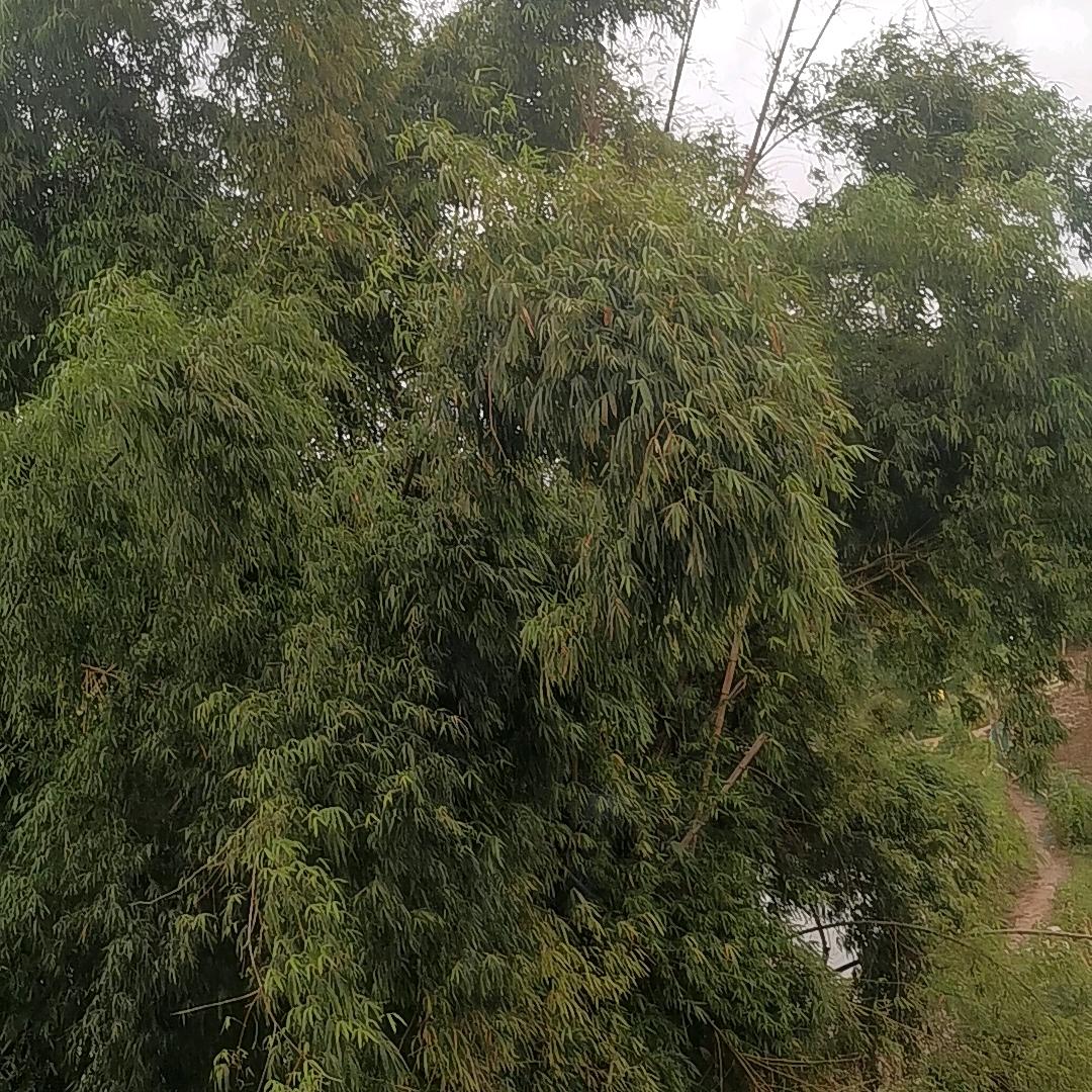 静心