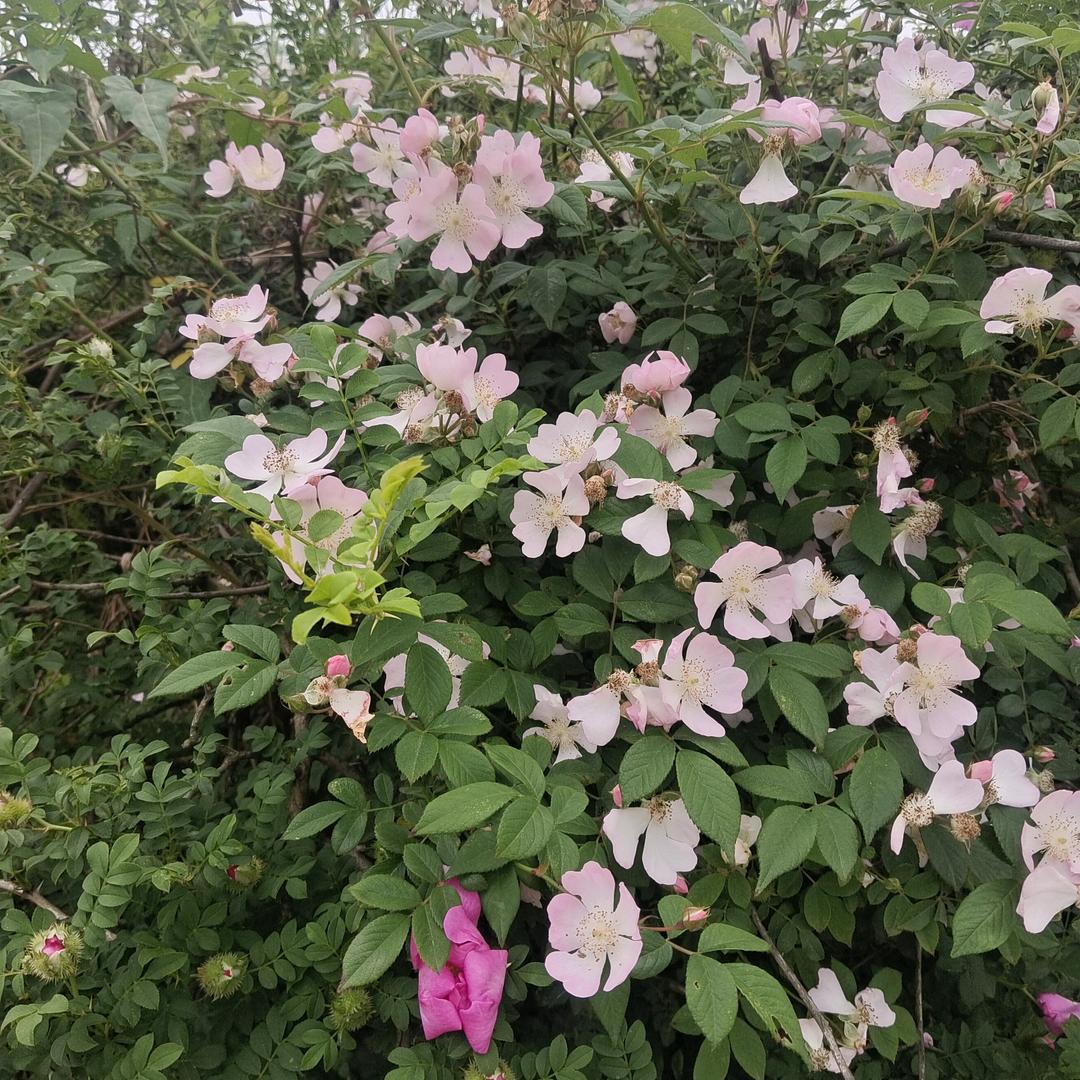 @遥不可及的你