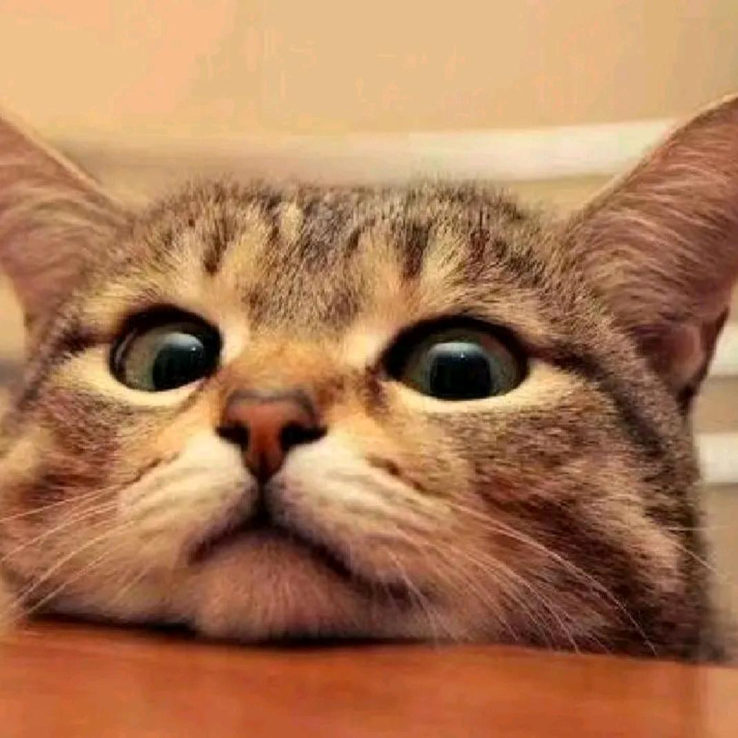 中国广电喵爪凉凉