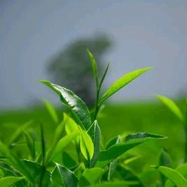 幸福花田绿植仓