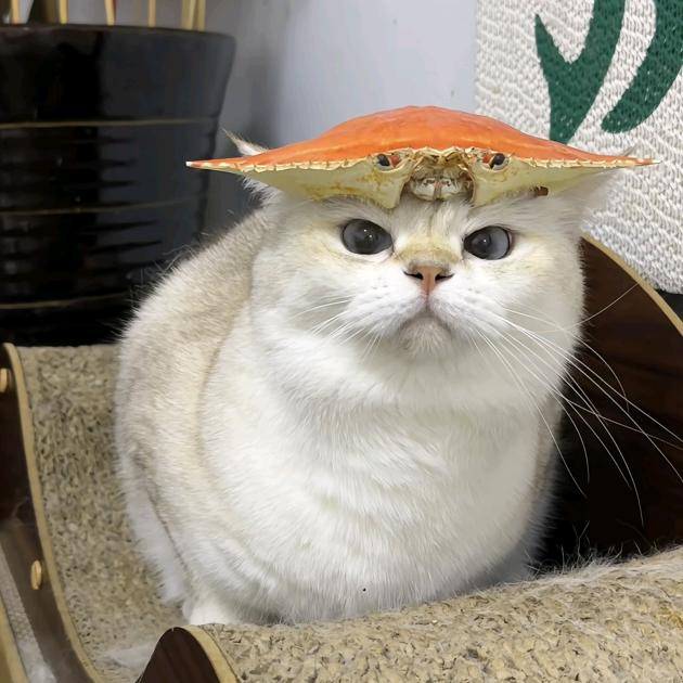 钢铁侠先享受世界