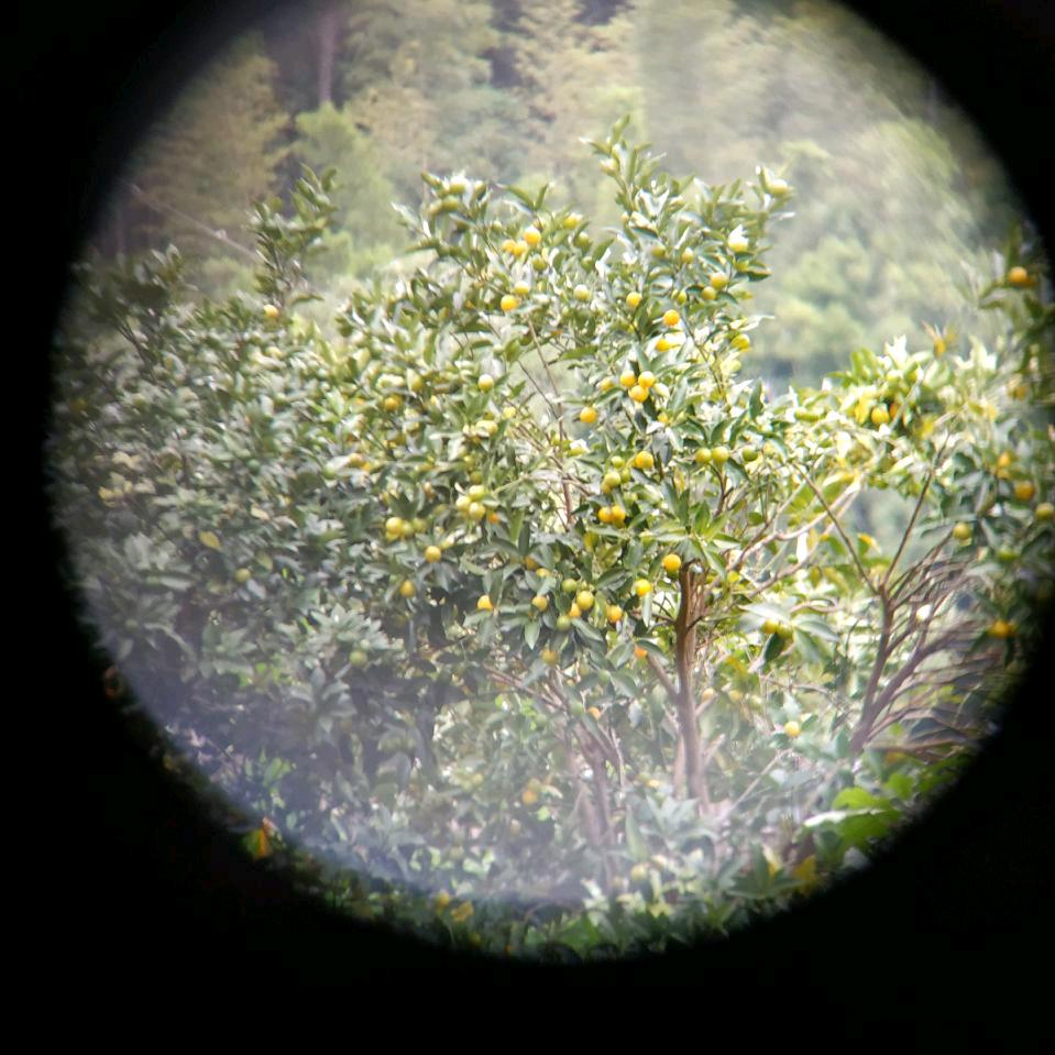 老肖(下午6点40分首播)