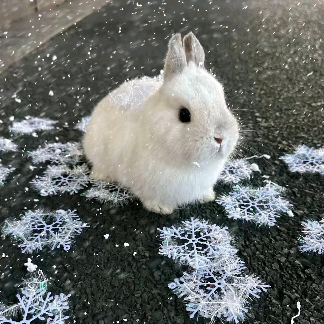 雪花兔