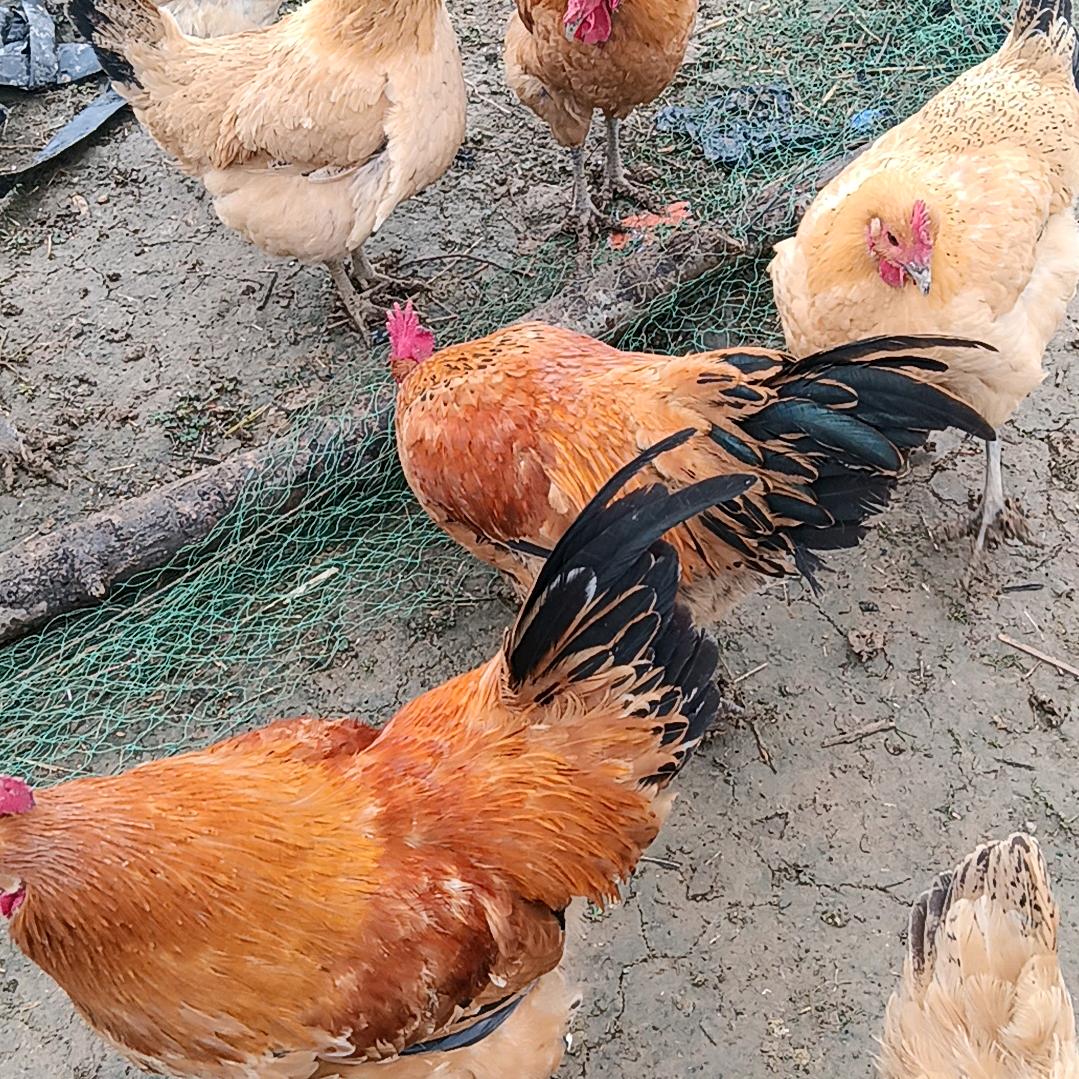 刘大姐！家庭农场！