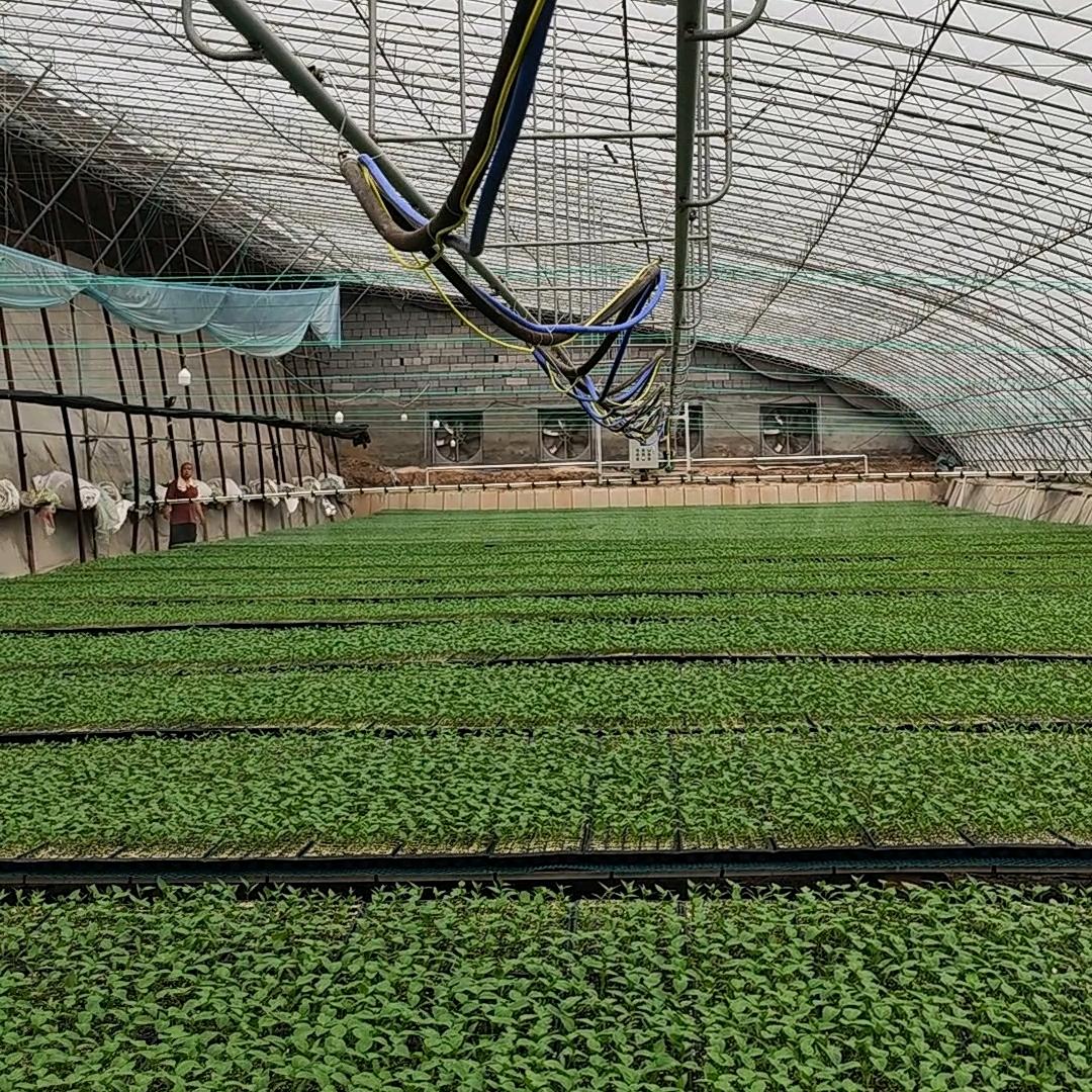 众信绿卉蔬菜种苗优品自选店