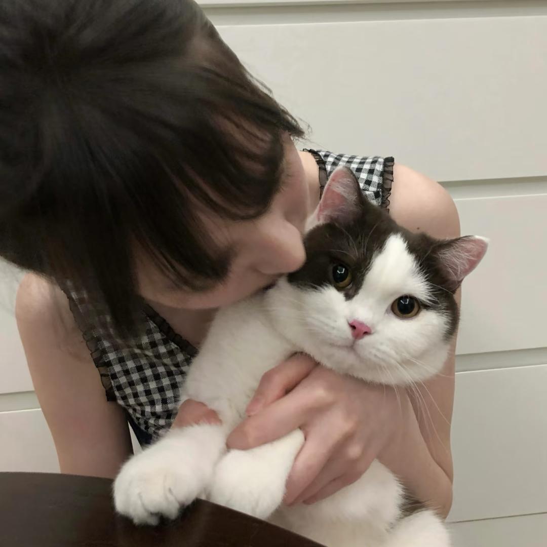 奶牛猫卷饼