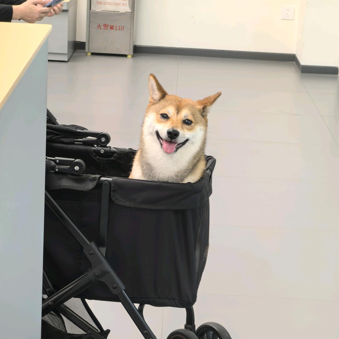 金铲铲、网络民工