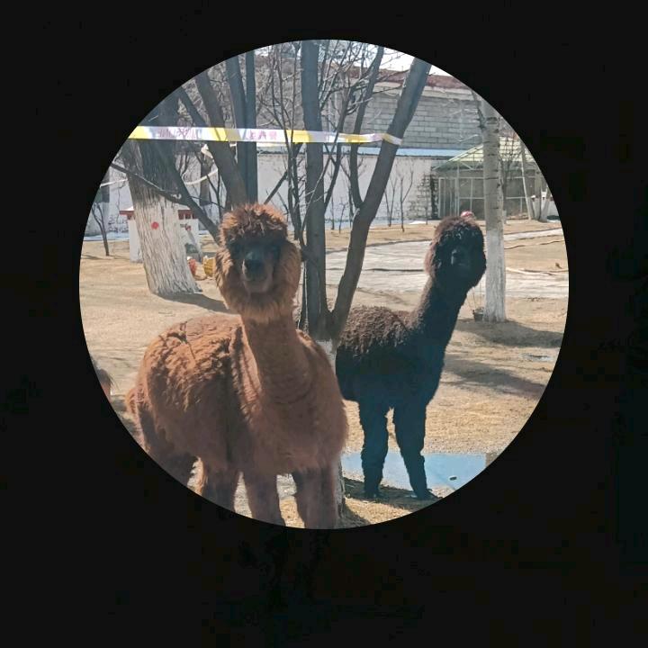 欧央