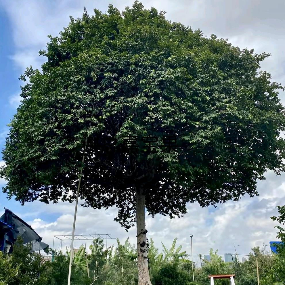 喜言绿聚宝园果树苗木专卖店绿植