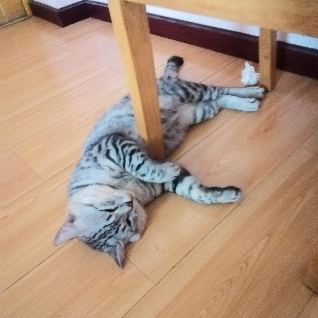 小付老师知识科普