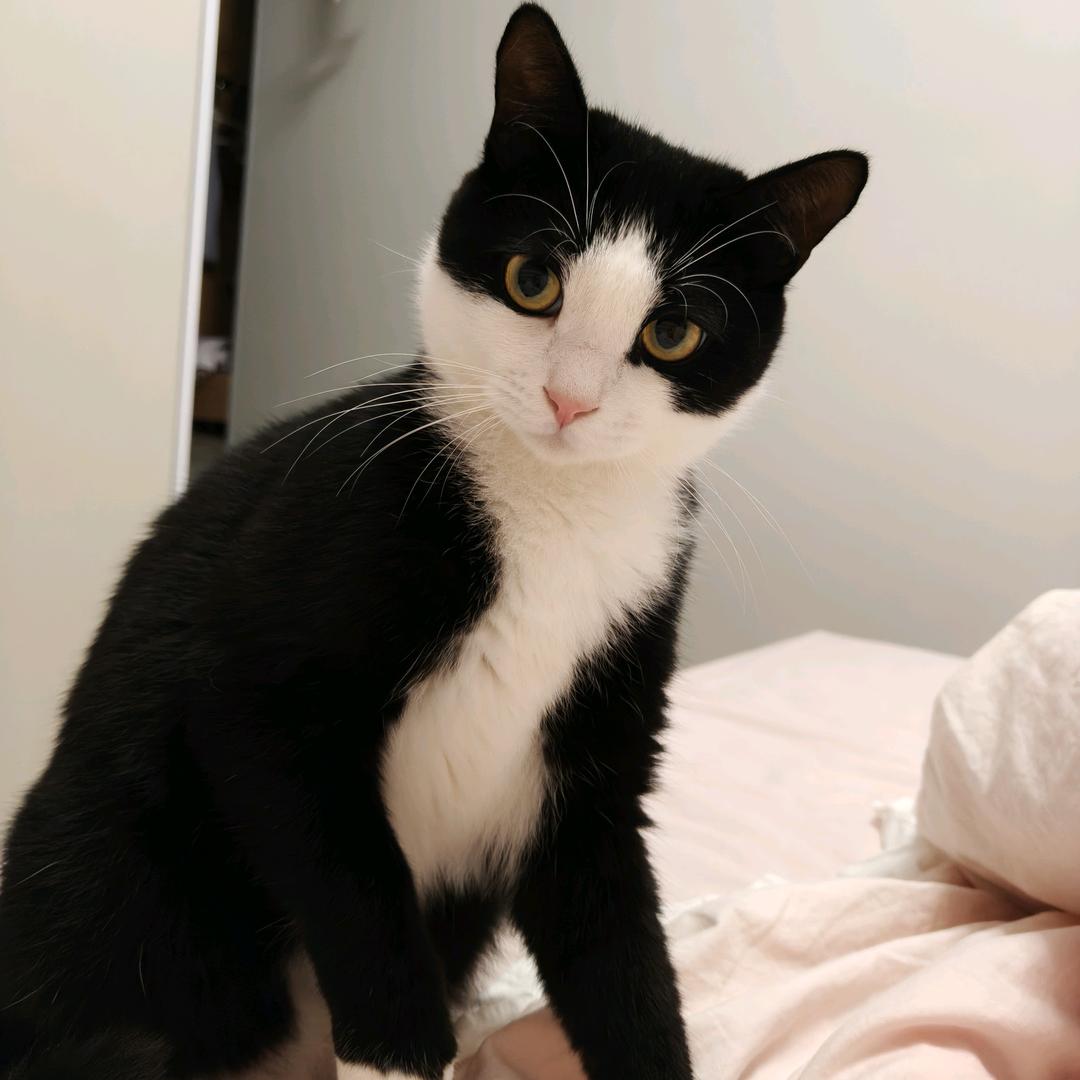 猫哈哈