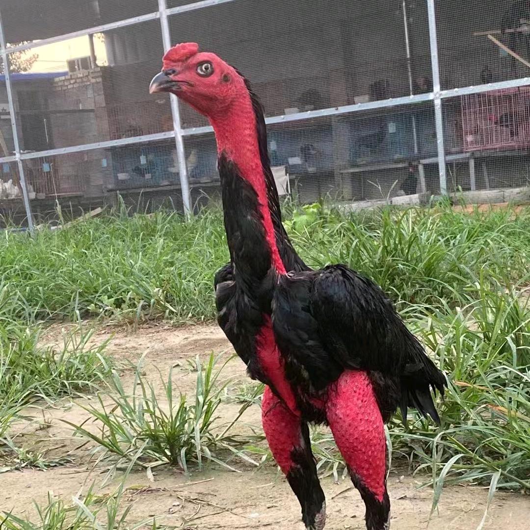 挑选斗鸡小助手