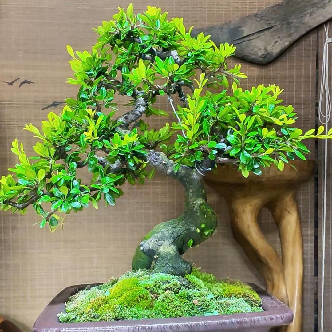 盘玩盆景
