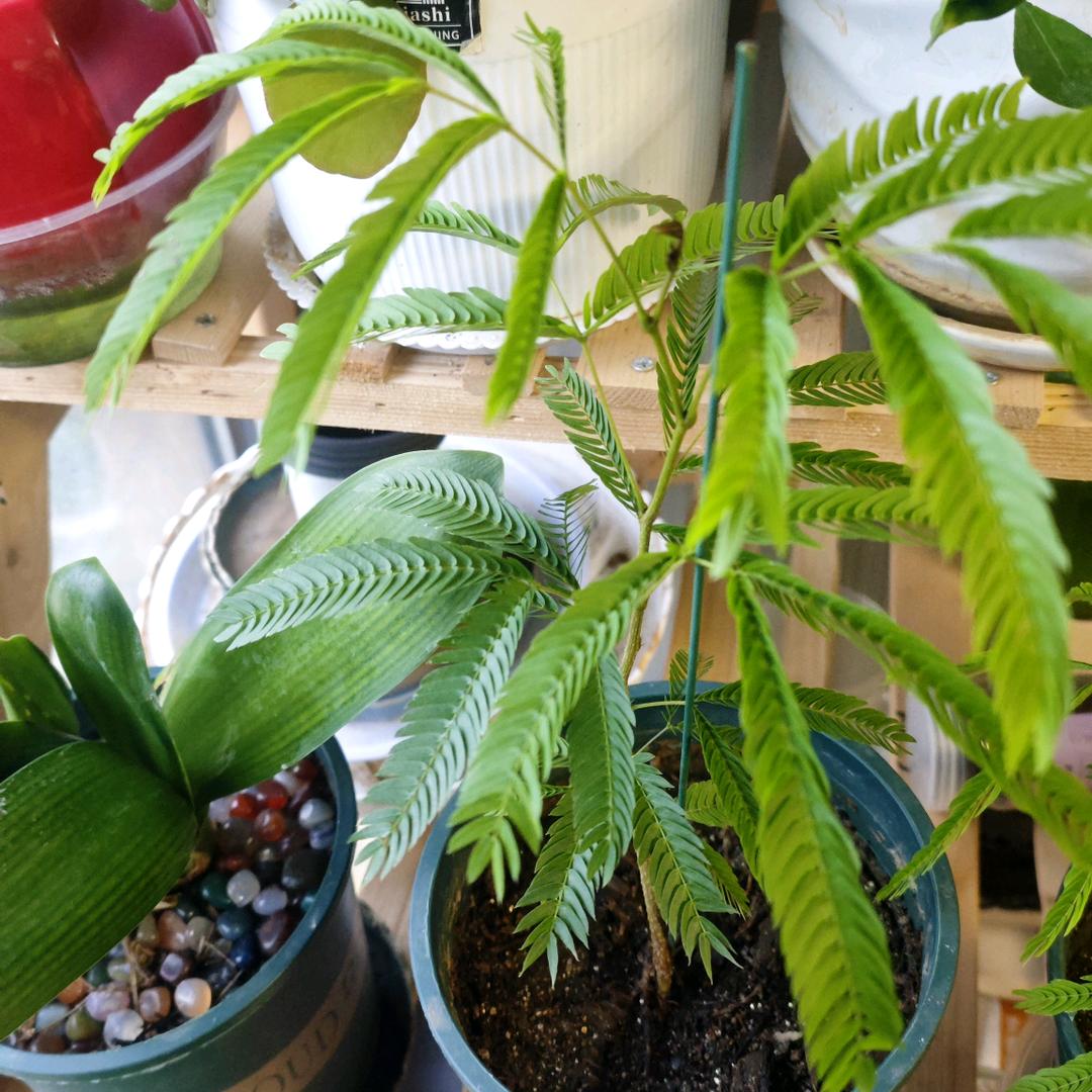 爱养花的老花医🚩