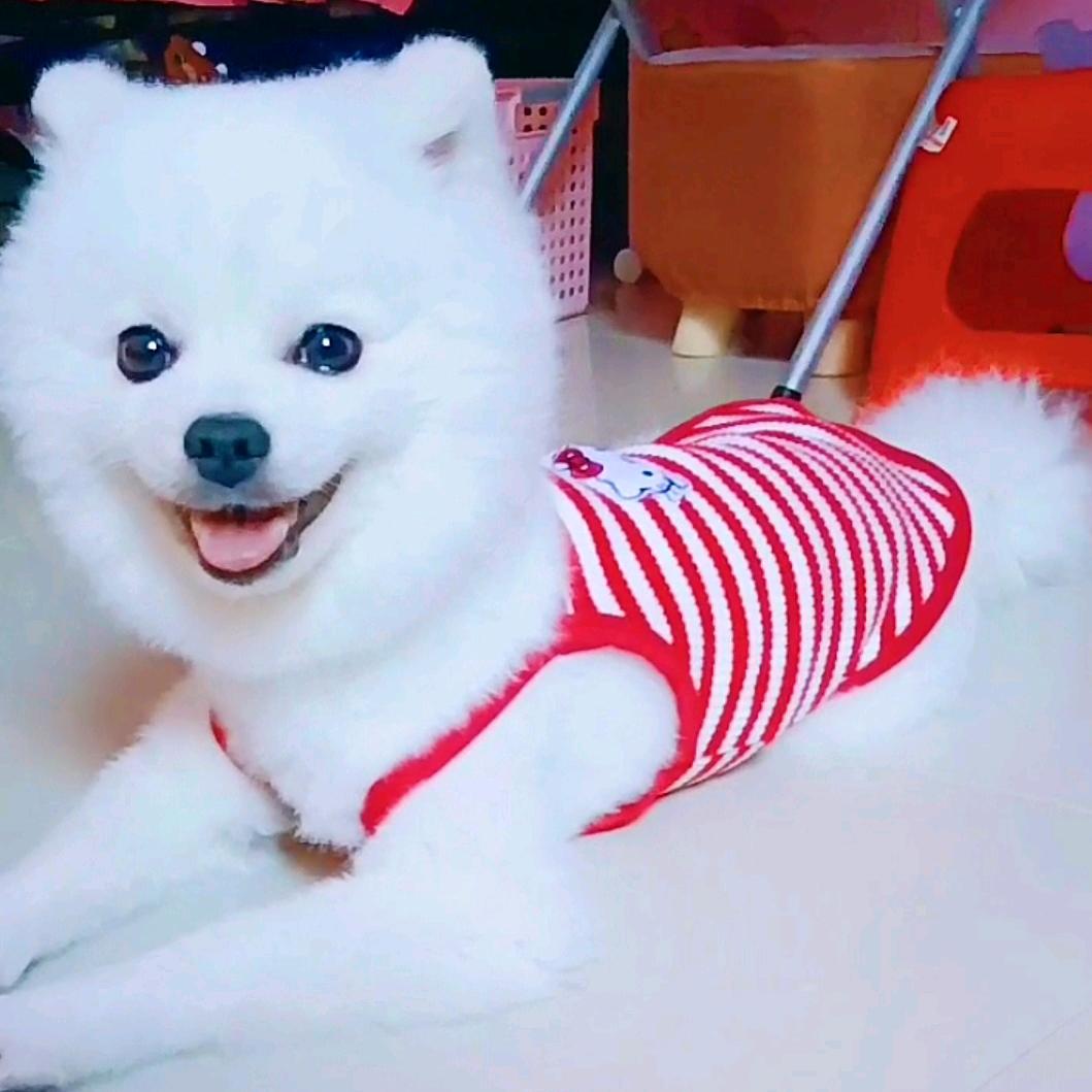 家有肉小白🐶