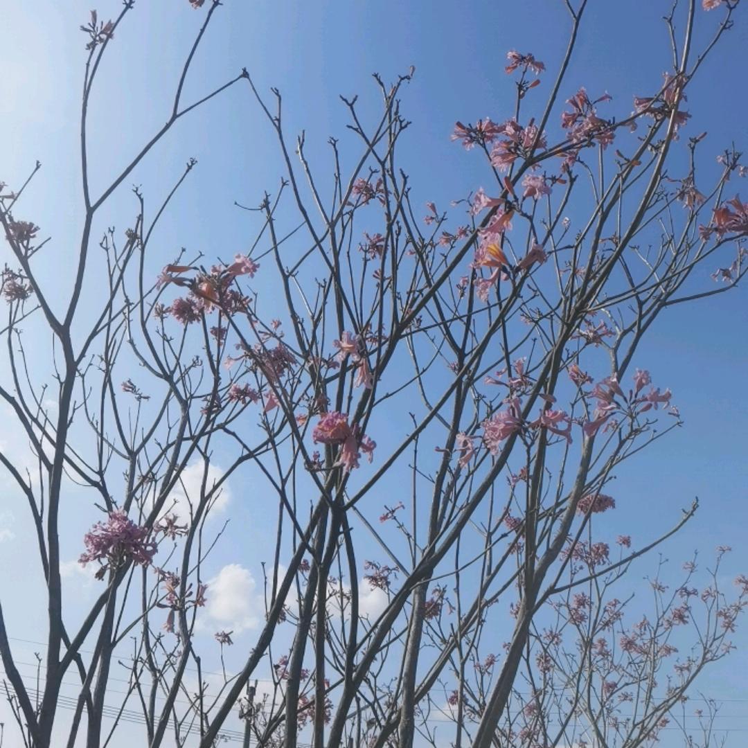 小湛湛