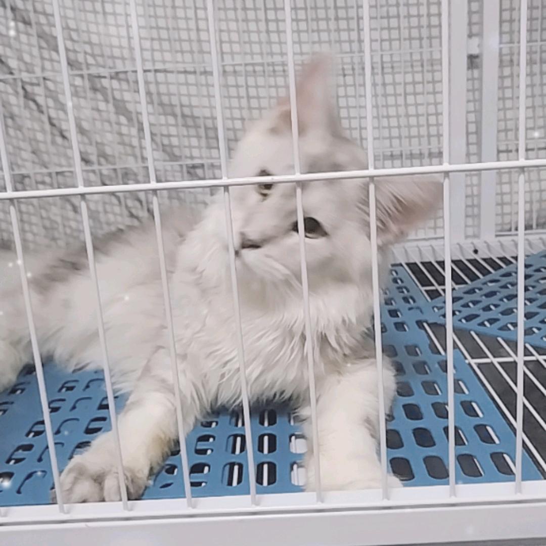 缅因猫🐱爱好者