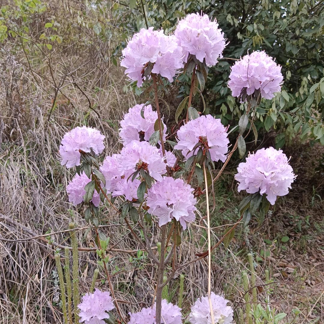 自由风中沙🌷🌷🌷单亲妈妈
