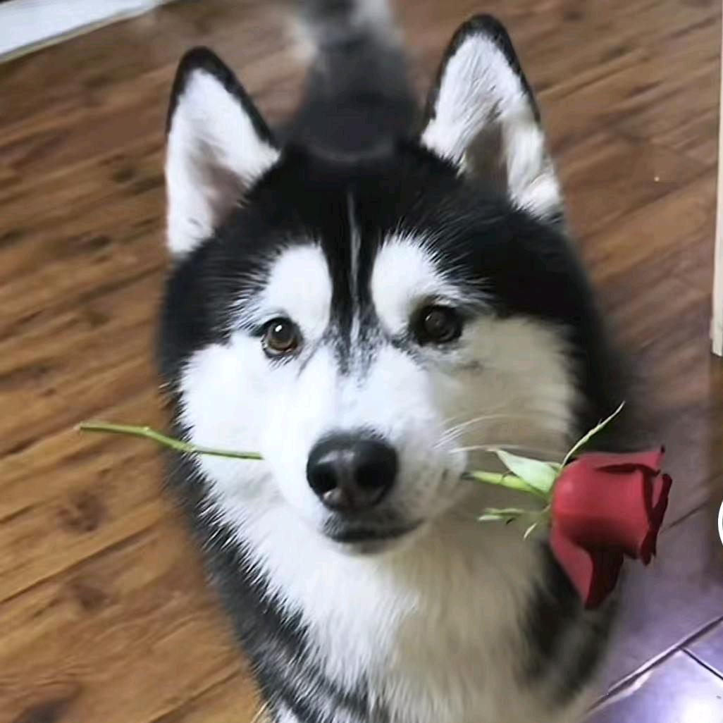 ♛Diᰔᩚng· W⁰̴̷̷ ̮ ⁰̴u