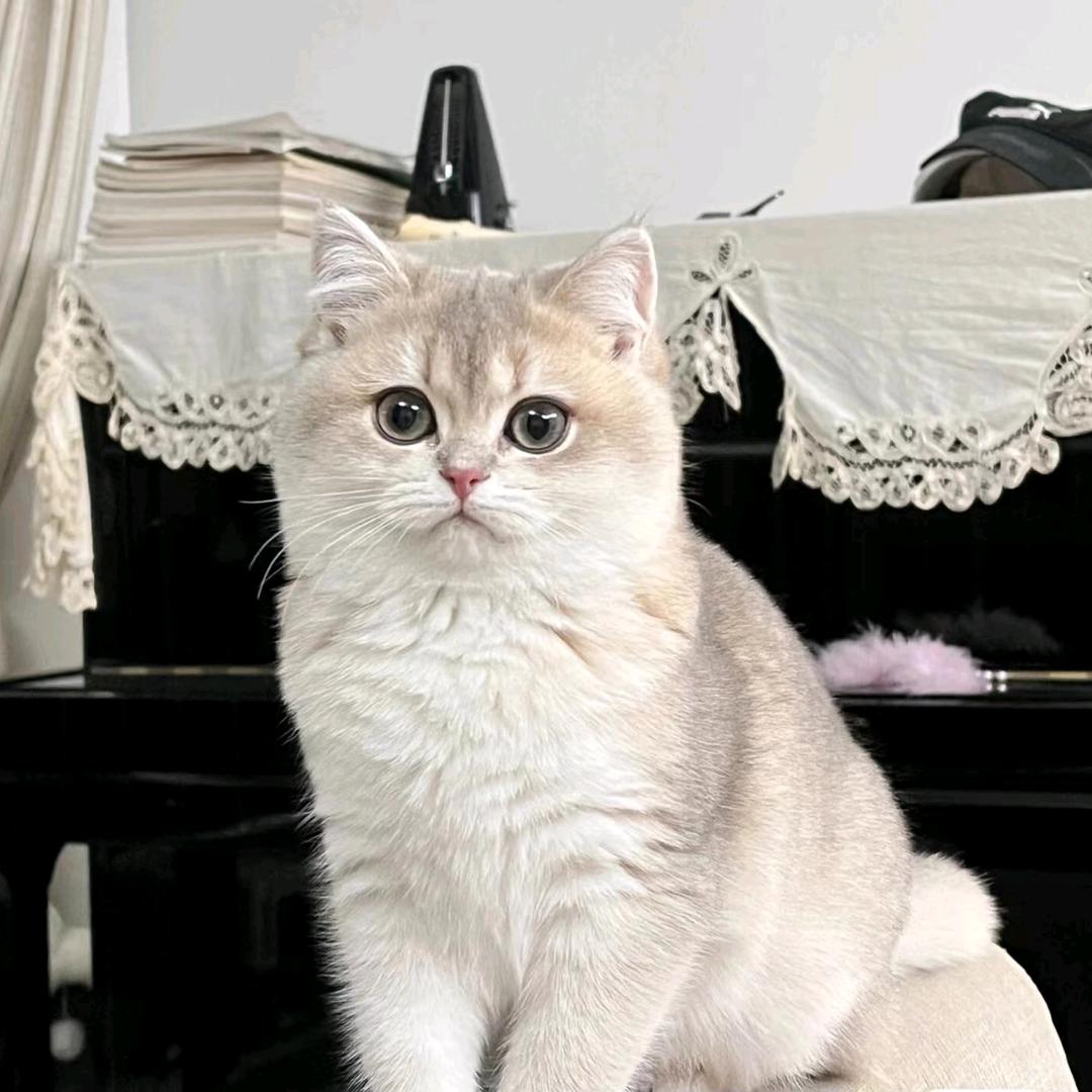 一只御猫-喵叔【精品版】