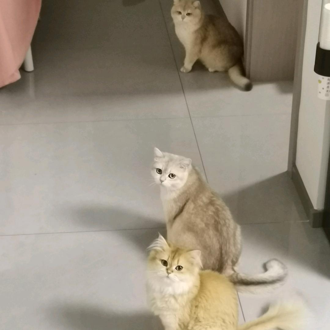 妹妹是只猫
