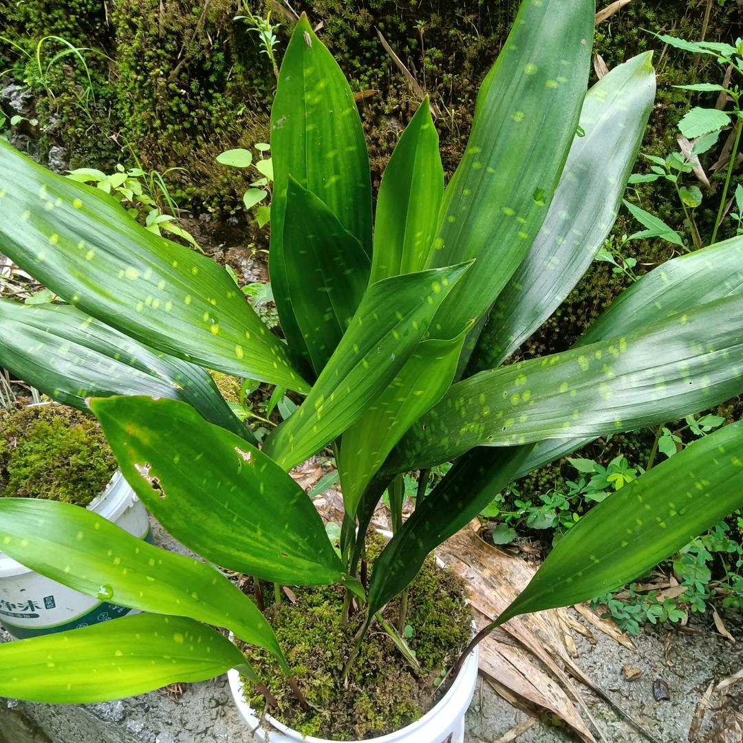 一片闲云