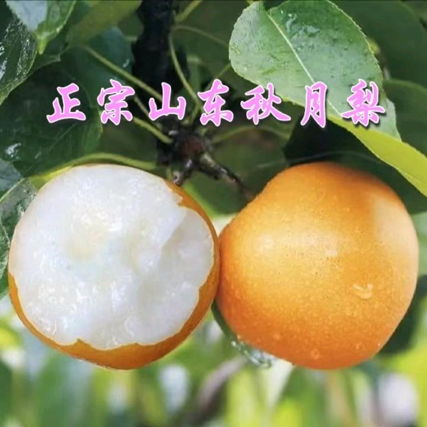 老东西秋月梨