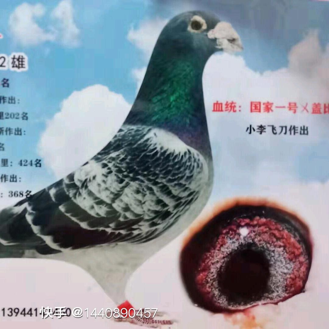 高红鸽业