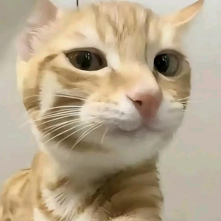 健圆头像