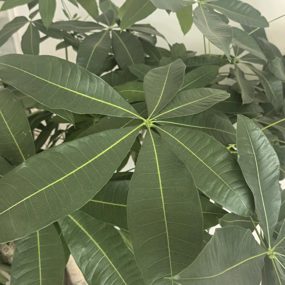优塑（广州）