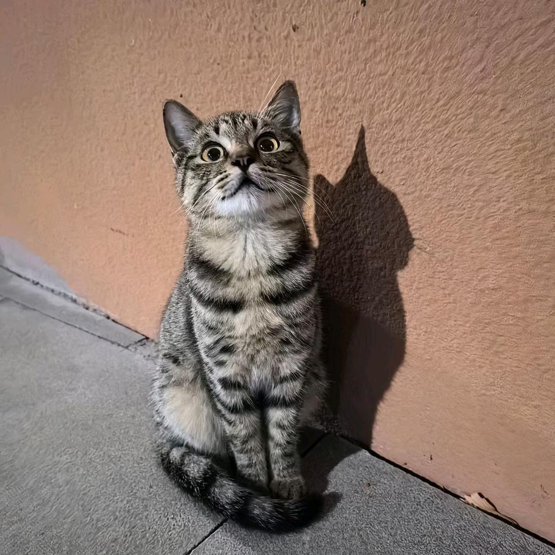 七百年前（健身打卡版）