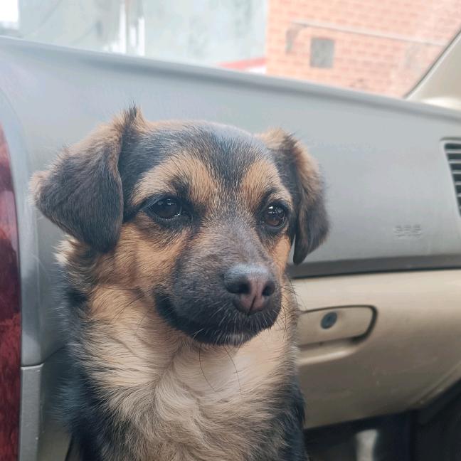 臭宝是个毛孩子