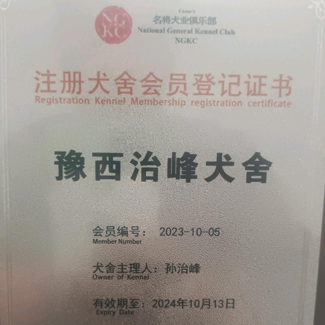 洛阳狼种犬