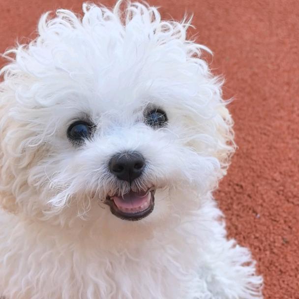 四喜是只比熊（薅羊毛版）