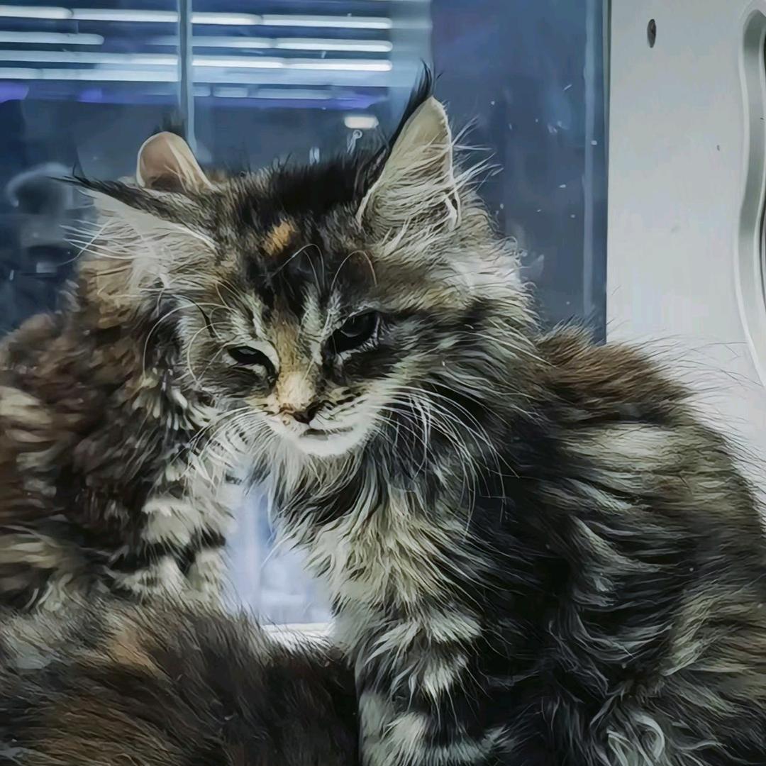 雅俗