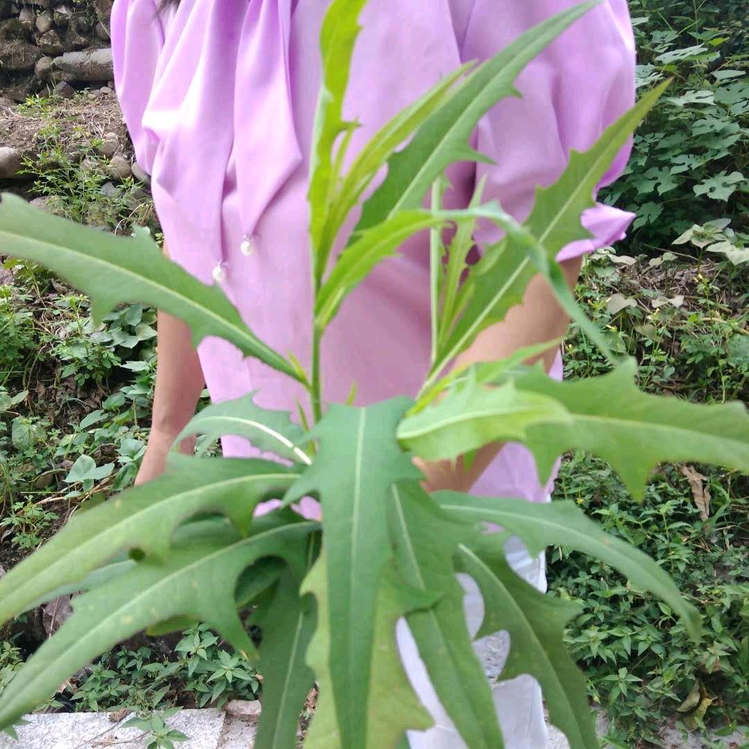 雪花飘飘