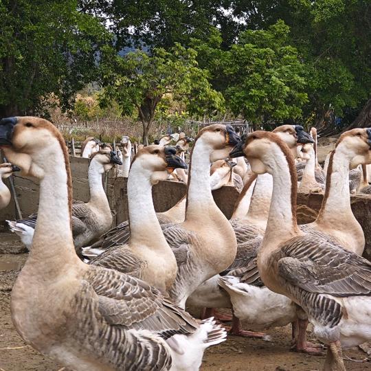 林昊农牧优品服务店