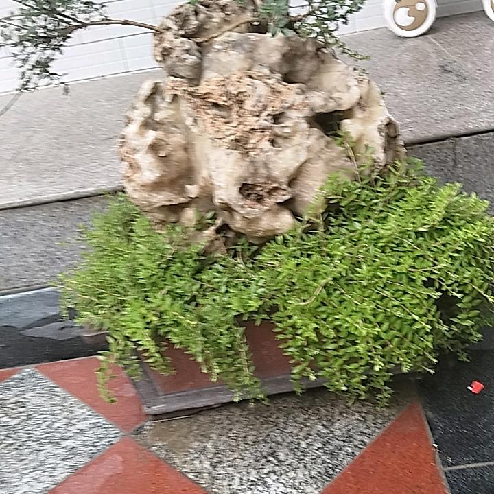 甘肃老杨